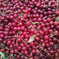 آلبالو محلی کیلو ۲۰۰