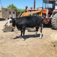 گوساله سیمتال درجه یک