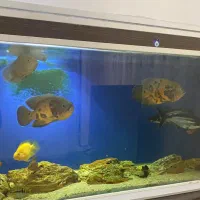 آکواریوم سمپ دار ۱۶۰ سانتی