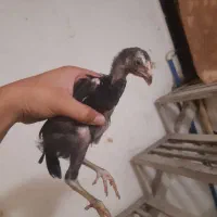 جوجه لاری اوشامو و برهما
