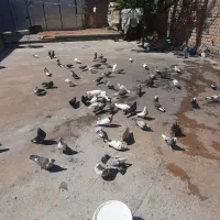 حدود 60تا کبوتر