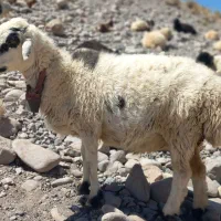 میش فروشی