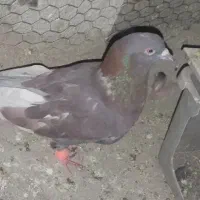 کبوتر