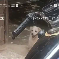 سگ گمشد