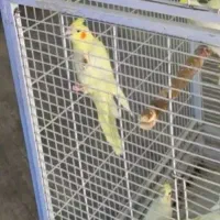 عروس هلندی میخوام