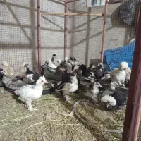 جوجه دوماهه سلطان و لهستانی