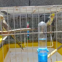 عروس هلندی نر