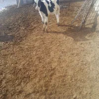 گوساله نر|حیوانات مزرعه|همدان, |دیوار