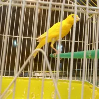 ۴ عدد قناری آس  مست همه باهم