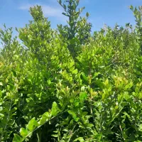 فروش یاس هلندی گلدان ۱۰