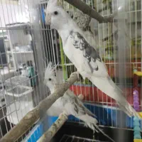 گمشده هرمی پیداکرد تورو خدا زود جواب منو بدین