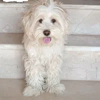 گمشده
