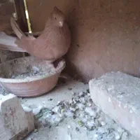 زرد نوک قنار