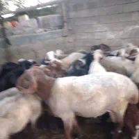 گوسفند نر تخمی