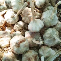 سیر خشک