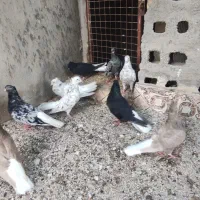 دوم سفید