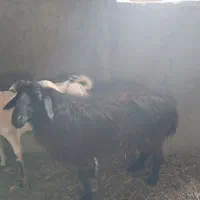 غوچ