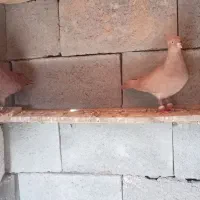 3میلیون