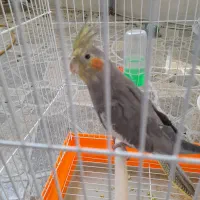 عروس هلندی