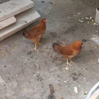 مرغ