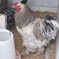 خروس  بَرَهما