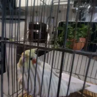 عروس هلندی.خوشگل.
