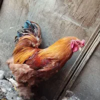 یک عدد خروس برهما