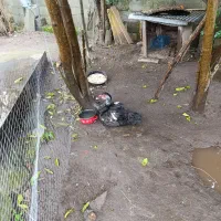 اردک مسکویی