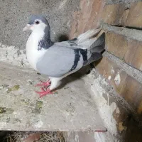 ساده ،خال افشون ،سینه