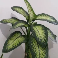 گل طییعی|گل و گیاه طبیعی|گلبهار, شهر جدید گلبهار|دیوار