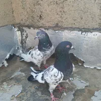 کفتر