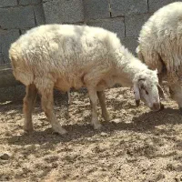 کهره و بره نر و گوسفند آبپخش