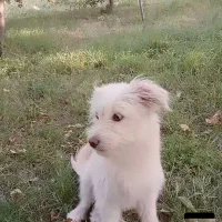 نژادشیتزواصل
