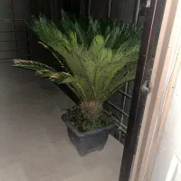 گل درختچه نخل سیکاس
