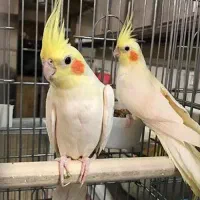عروس هلندی بالغ