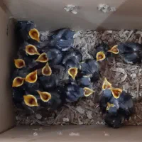 پرنده سرای کلبه پرنده