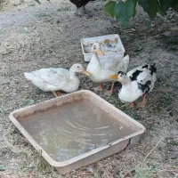 اردک تخم گذار