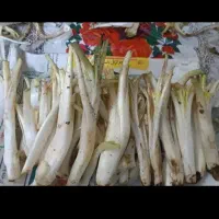 کنگر|خوردنی و آشامیدنی|قروه, |دیوار