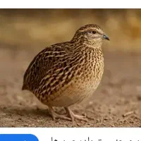 بلدرچین تخم گزار