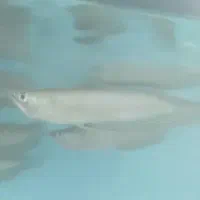 آروانا گلد و سیلور