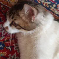 گربه