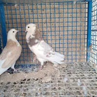 کبوتربلندپرواز