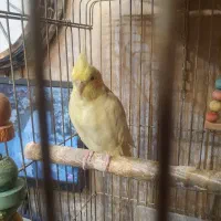 عروس هلندی نر و ماده با قفس پایه دار
