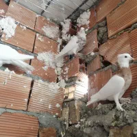 شیش عدد طوقی نر