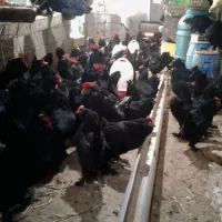 تخم نطفه دار مرندی