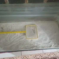 اکواریوم با شن نرم و ماهی گیر