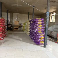 فروش تخمه کانادایی  مستقیم از تولید به مصرف
