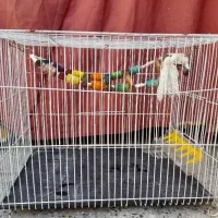 قفس عروس هلندی با قیمت عالی