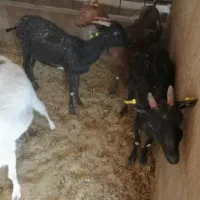 بزمورسیاوآلپاین وسانا