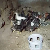 مرغ خروس جوجه